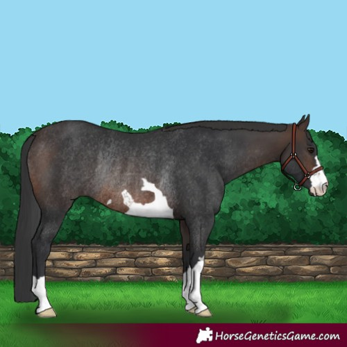 Horse Color:Brown Rabicano 