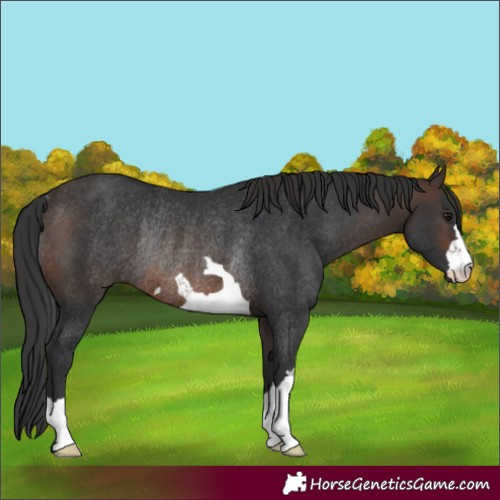 Horse Color:Brown Rabicano 