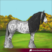 Horse Color:Blue Roan Sabino Splash and Blue Roan Sabino Splash Frame