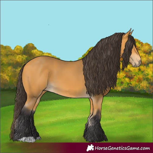 Horse Color:Buckskin 