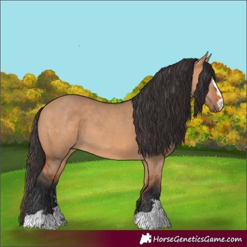 Horse Color:Bay Dun 