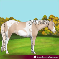 Horse Color:Chocolate Palomino Pearl Tobiano Frame and Chocolate Palomino Pearl Tobiano Frame