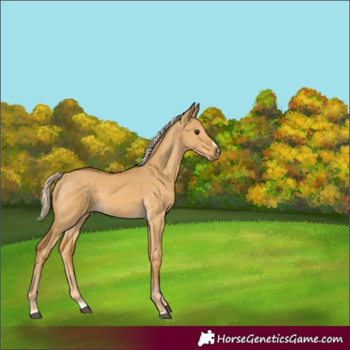Horse Color:Palomino Dun 
