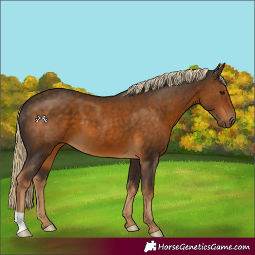 Horse Color:Chocolate Palomino 