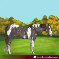 Horse Color:Liver Chestnut Sabino Splash Tobiano Snowflake Varnish