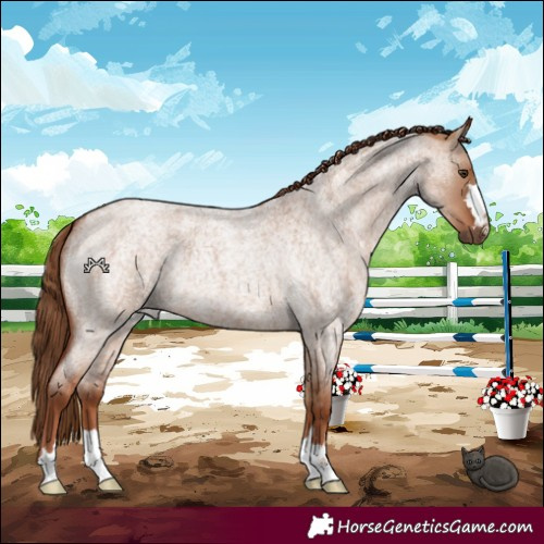 Horse Color:Red Dun Roan 