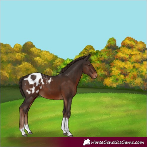 Horse Color:Liver Chestnut Tobiano Appaloosa 