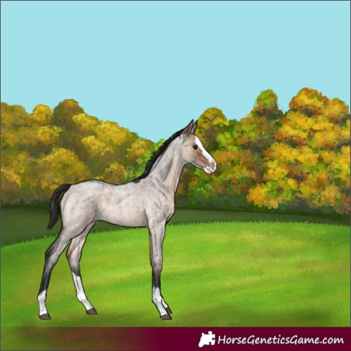 Horse Color:Brown Roan Dun Splash Rabicano 