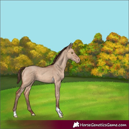 Horse Color:Amber Champagne Dun Tobiano Varnish Rabicano 