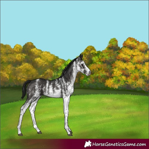 Horse Color:Gray White Spotted Black 