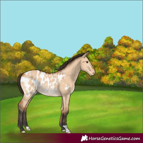 Horse Color:Bay Dun Appaloosa Rabicano 