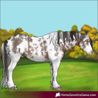 Horse Color:White Spotted Liver Chestnut Sabino