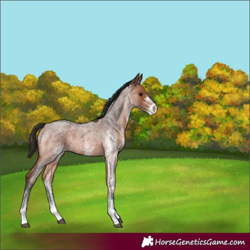 Horse Color:White Spotted Bay Roan 