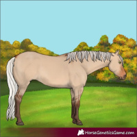 Horse Color:Silver Bay Dun Rabicano 