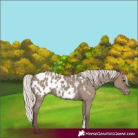 Horse Color:Silver Grullo Sabino Appaloosa 
