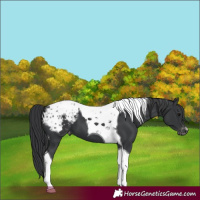 Horse Color:Black Tobiano Appaloosa 