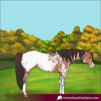 Horse Color:Bay Sabino Appaloosa