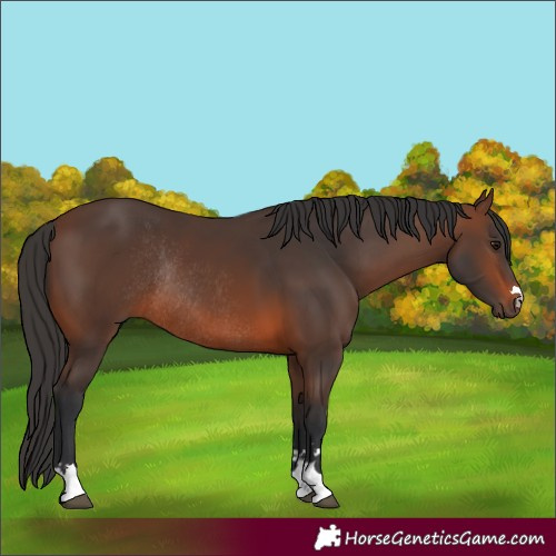 Horse Color:Brown Rabicano 