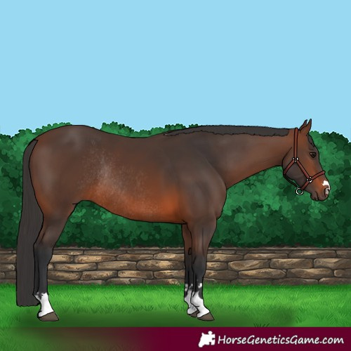 Horse Color:Brown Rabicano 