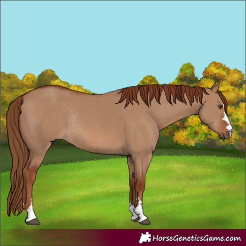 Horse Color:Red Dun Rabicano 