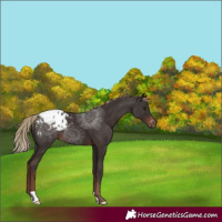 Horse Color:Liver Chestnut Appaloosa 