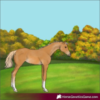 Horse Color:Palomino