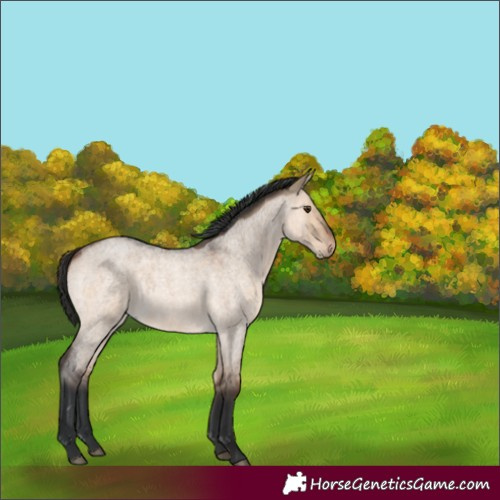 Horse Color:Brown Roan Dun 