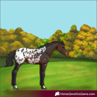 Horse Color:Brown Appaloosa