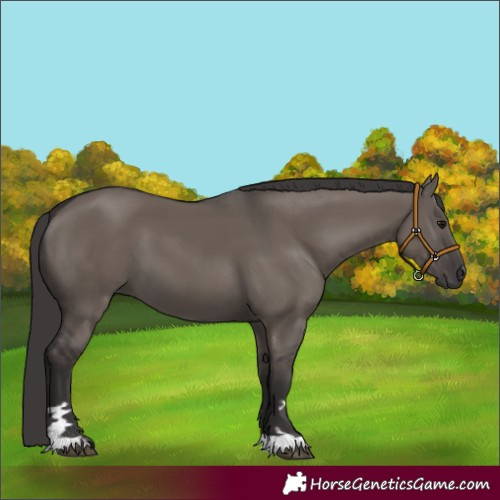 Horse Color:Smoky Grullo 