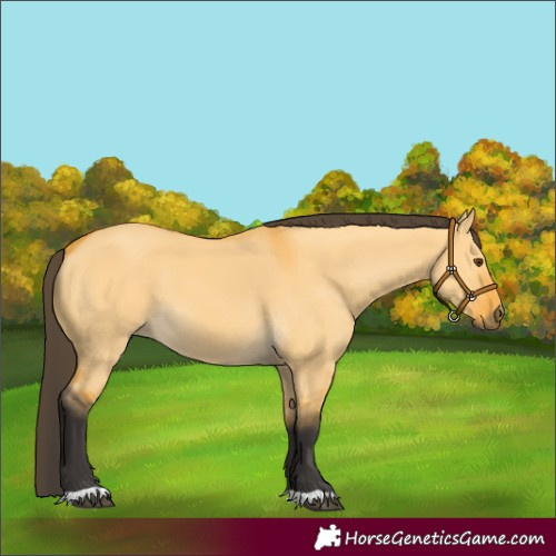 Horse Color:Buckskin Dun 