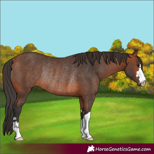 Horse Color:Bay Rabicano