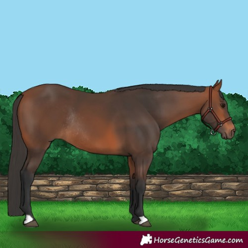 Horse Color:Bay Rabicano 