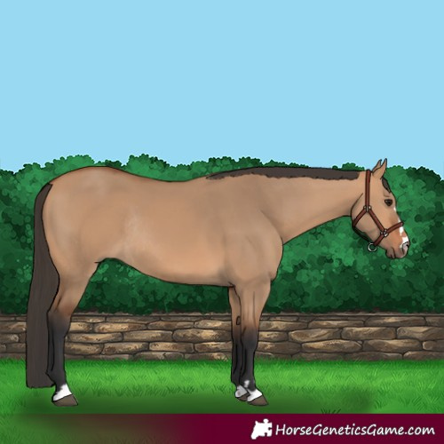 Horse Color:Bay Dun Rabicano 