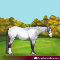 Horse Color:Smoky Blue Roan Frame Appaloosa