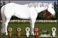 Horse Color:Brown Roan Appaloosa 