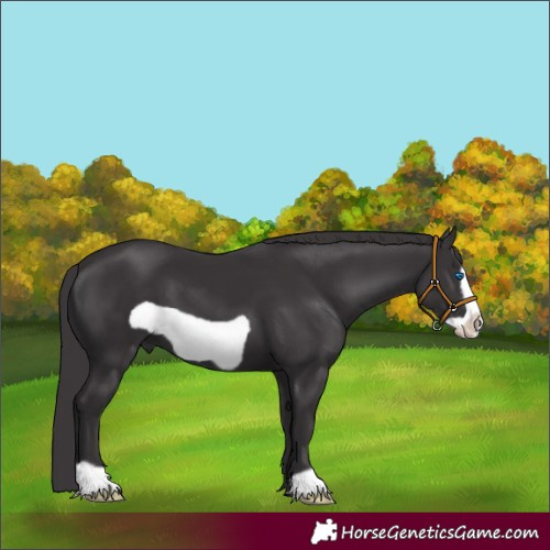 Horse Color:Smoky Black Frame 