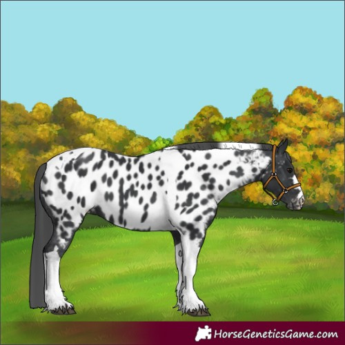 Horse Color:Black Tobiano Near Leopard 