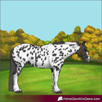 Horse Color:Black Tobiano Near Leopard