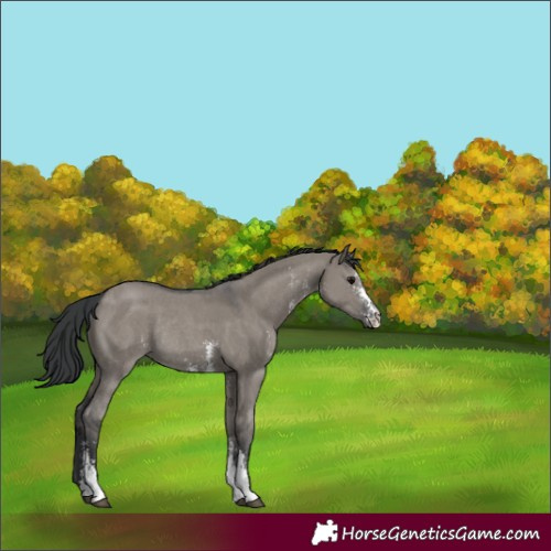 Horse Color:Platinum Grullo Sabino Rabicano 