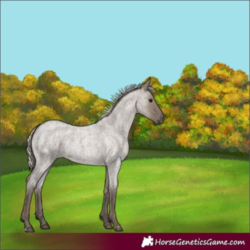 Horse Color:Silver Grullo Roan 