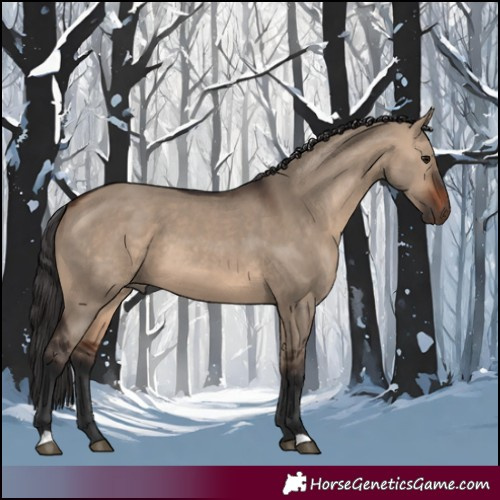 Horse Color:Brown Dun 