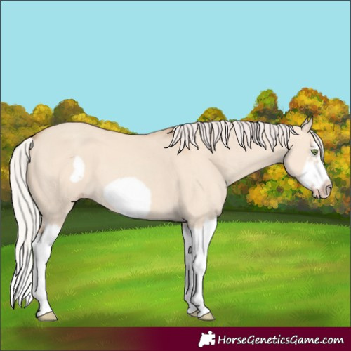 Horse Color:Silver Classic Champagne Dun Splash Frame 