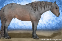 Horse Color:Brown Appaloosa 