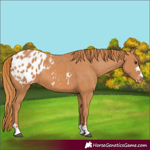 Horse Color:Chestnut Appaloosa 