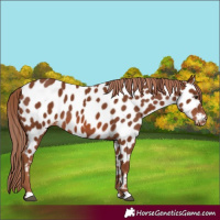 Horse Color:Chestnut Appaloosa 