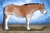 Horse Color:White Spotted Bay 