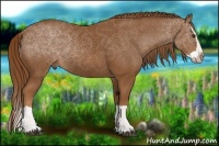 Horse Color:Chestnut Splash Rabicano 