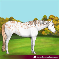 Horse Color:Chestnut Splash Near Leopard 