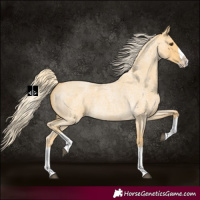 Horse Color:Palomino Roan Splash 