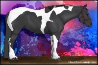 Horse Color:Black Tobiano